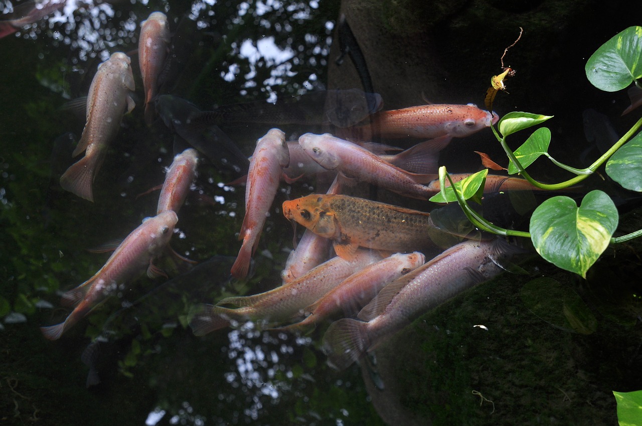 Image - bonsai koi garden tree asian