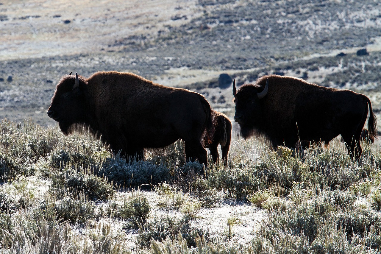 Image - yellowstone national park wyoming