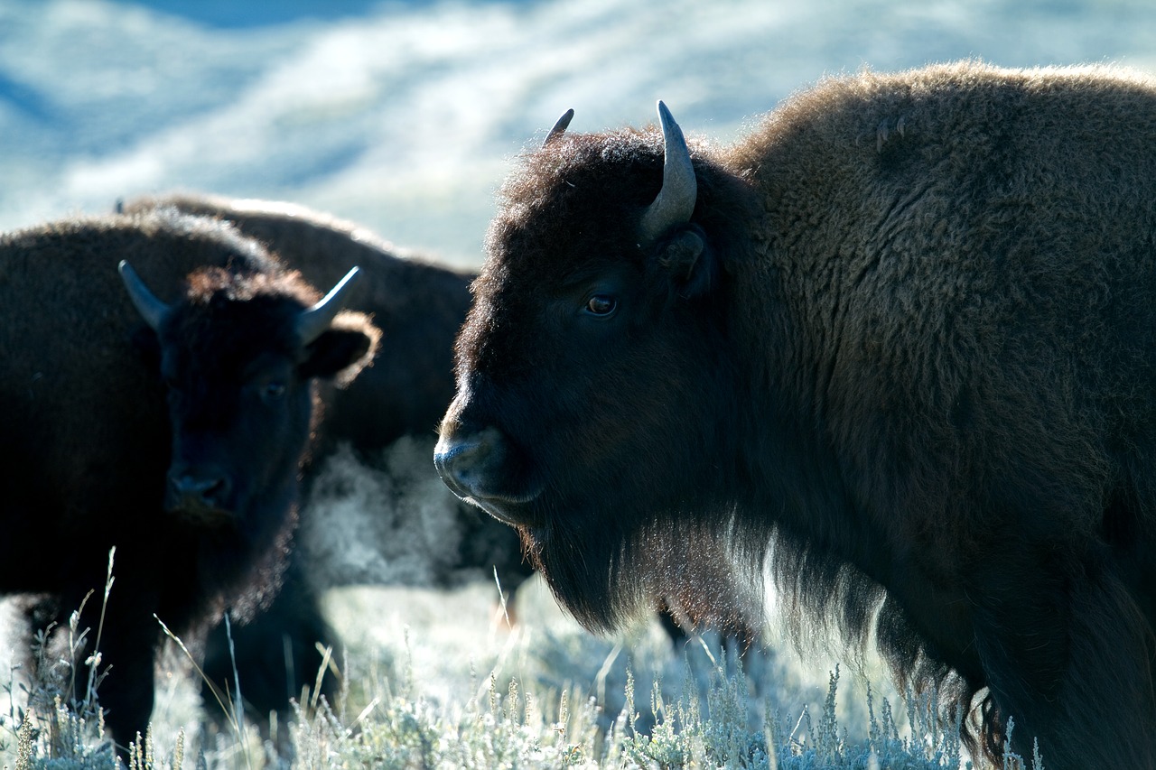 Image - yellowstone national park wyoming