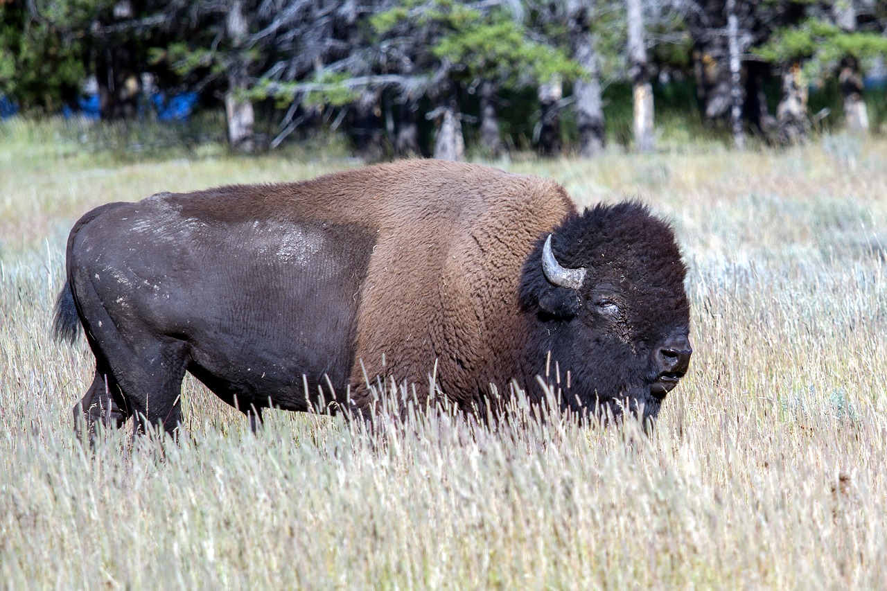 Image - yellowstone national park wyoming