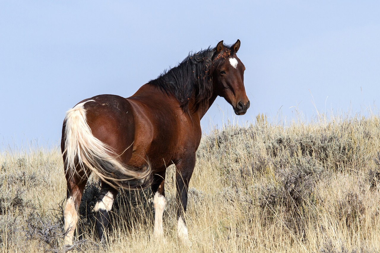 Image - wild horses wild mustangs mustangs