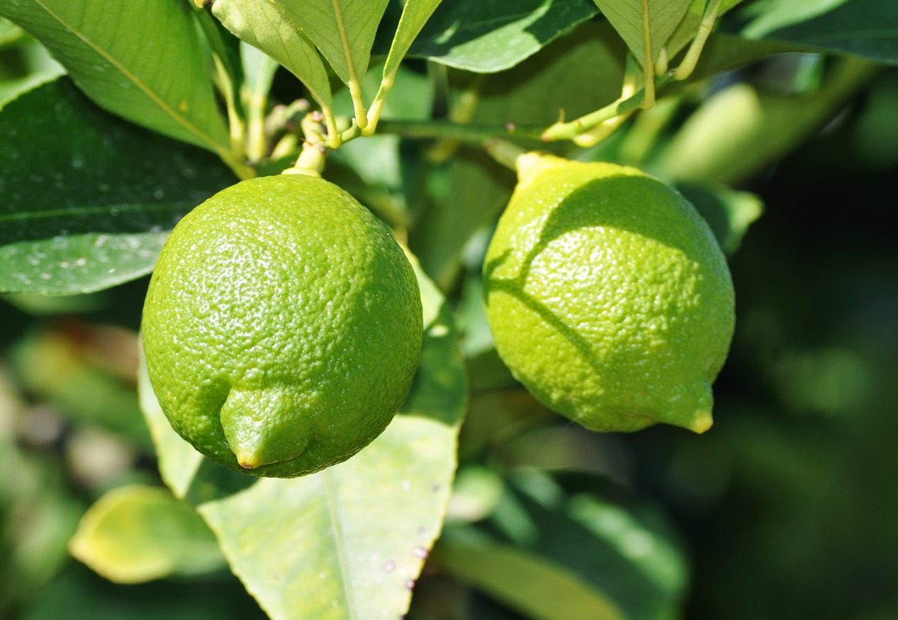 Image - lemon green lemon tree