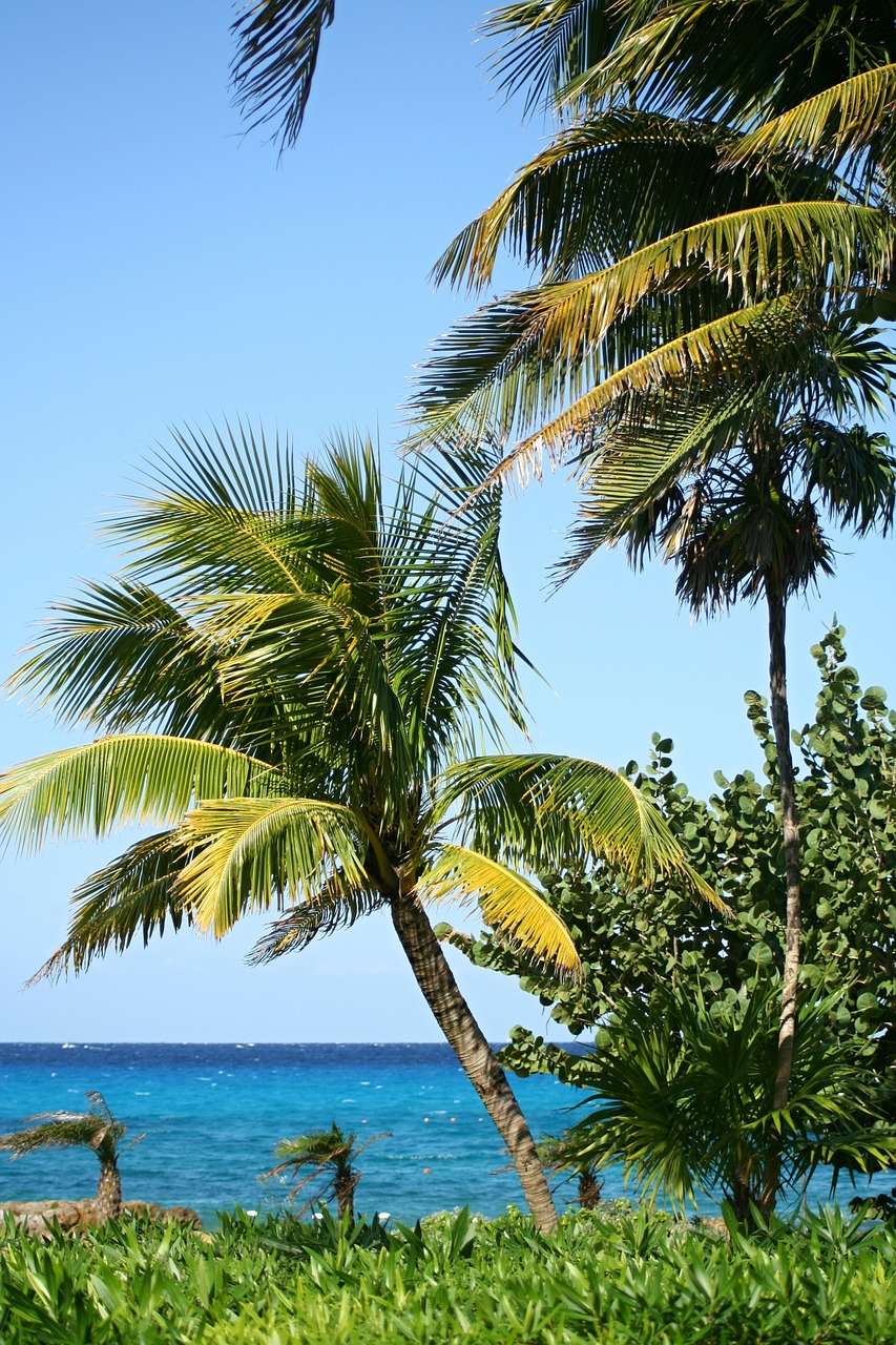 Image - palm trees beach beautiful beach