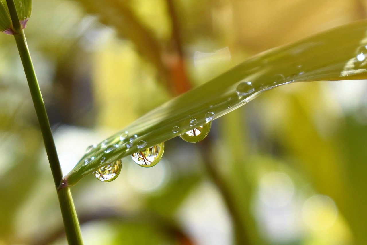 Image - drop of water nature raindrop green