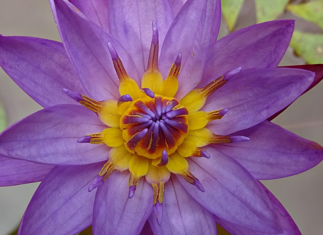 Image - lily flower nymphaea tina tropical