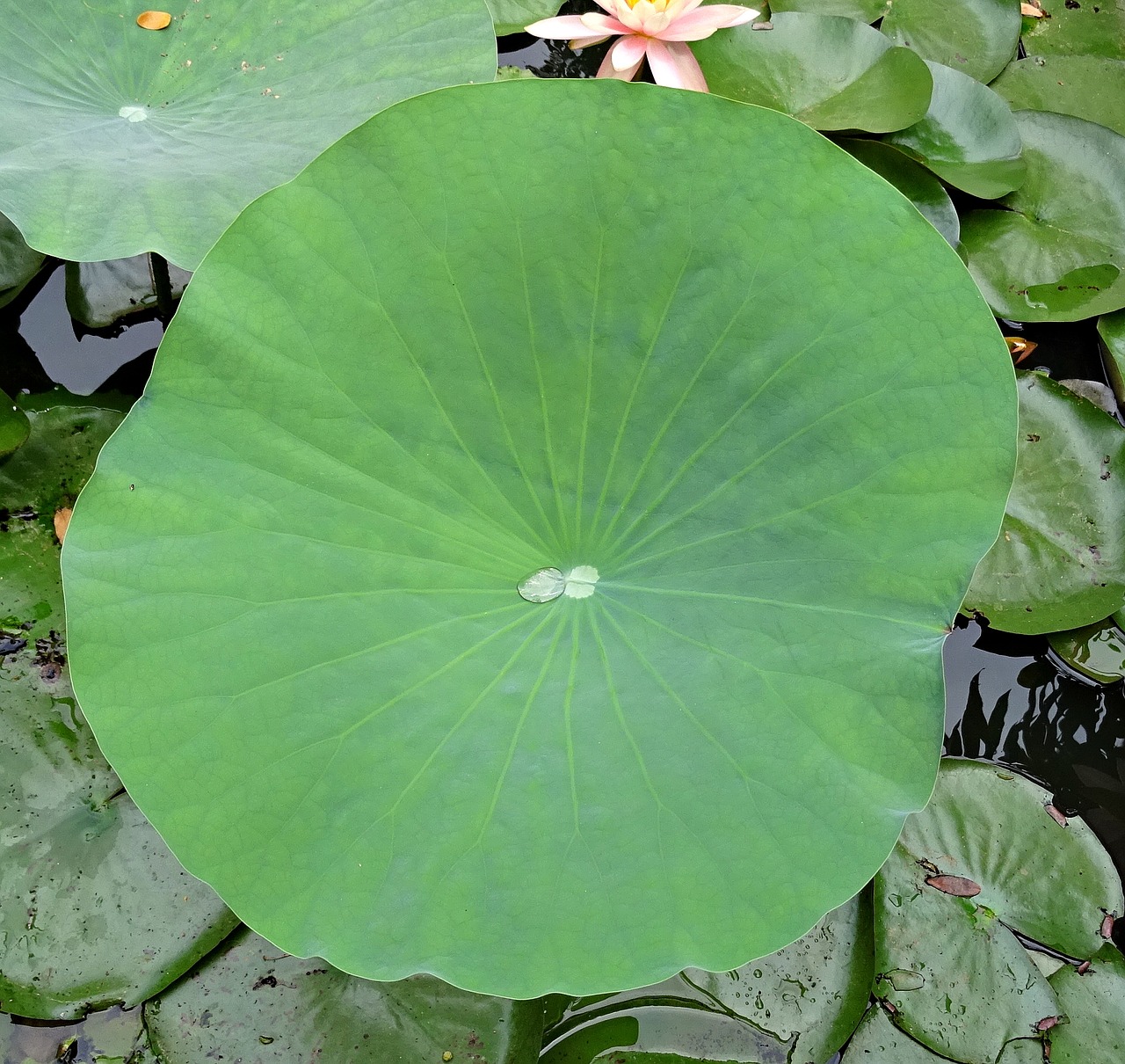 Image - lotus pad leaf water droplet drop