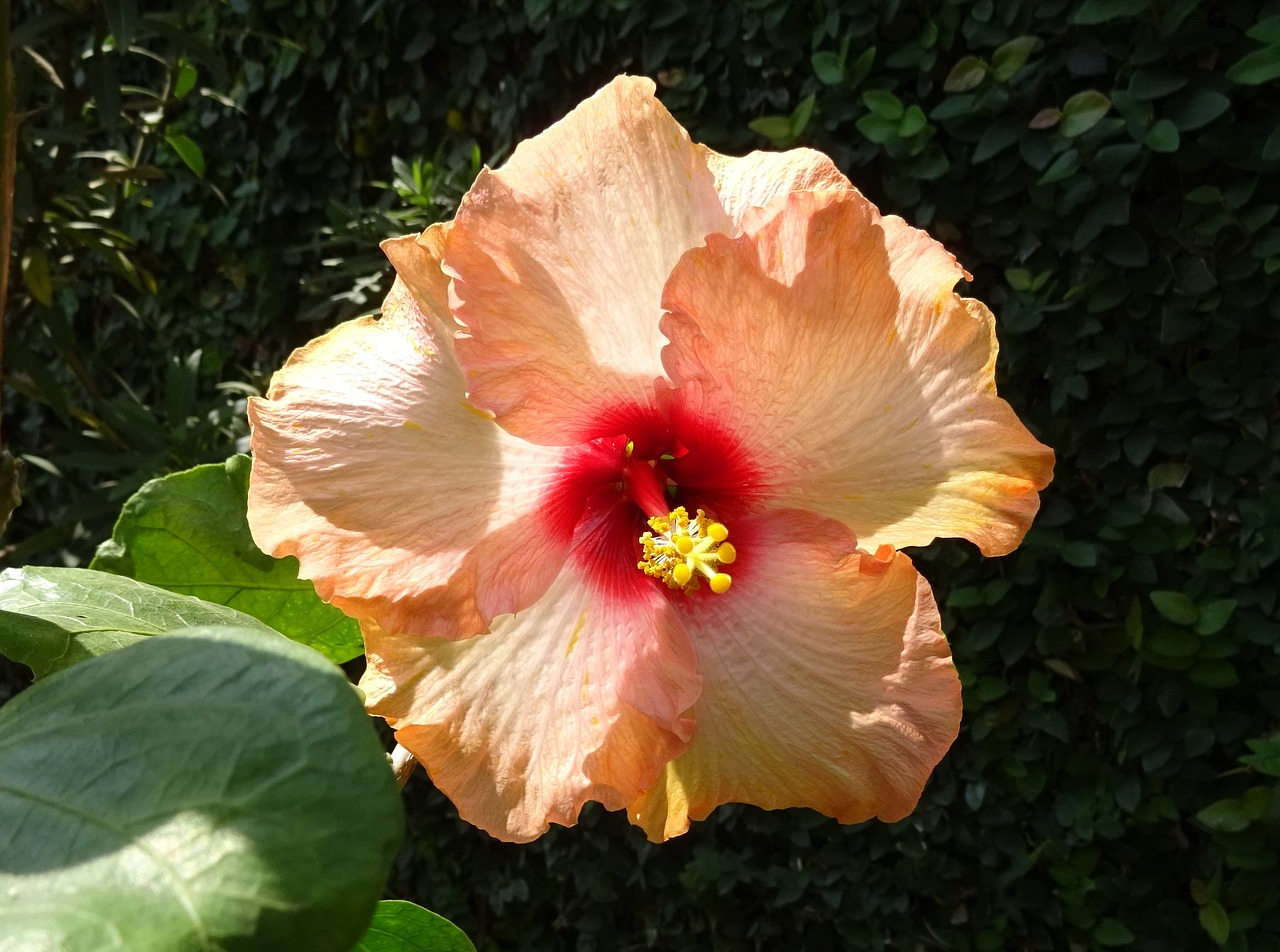 Image - hibiscus peach flower rosa sinensis
