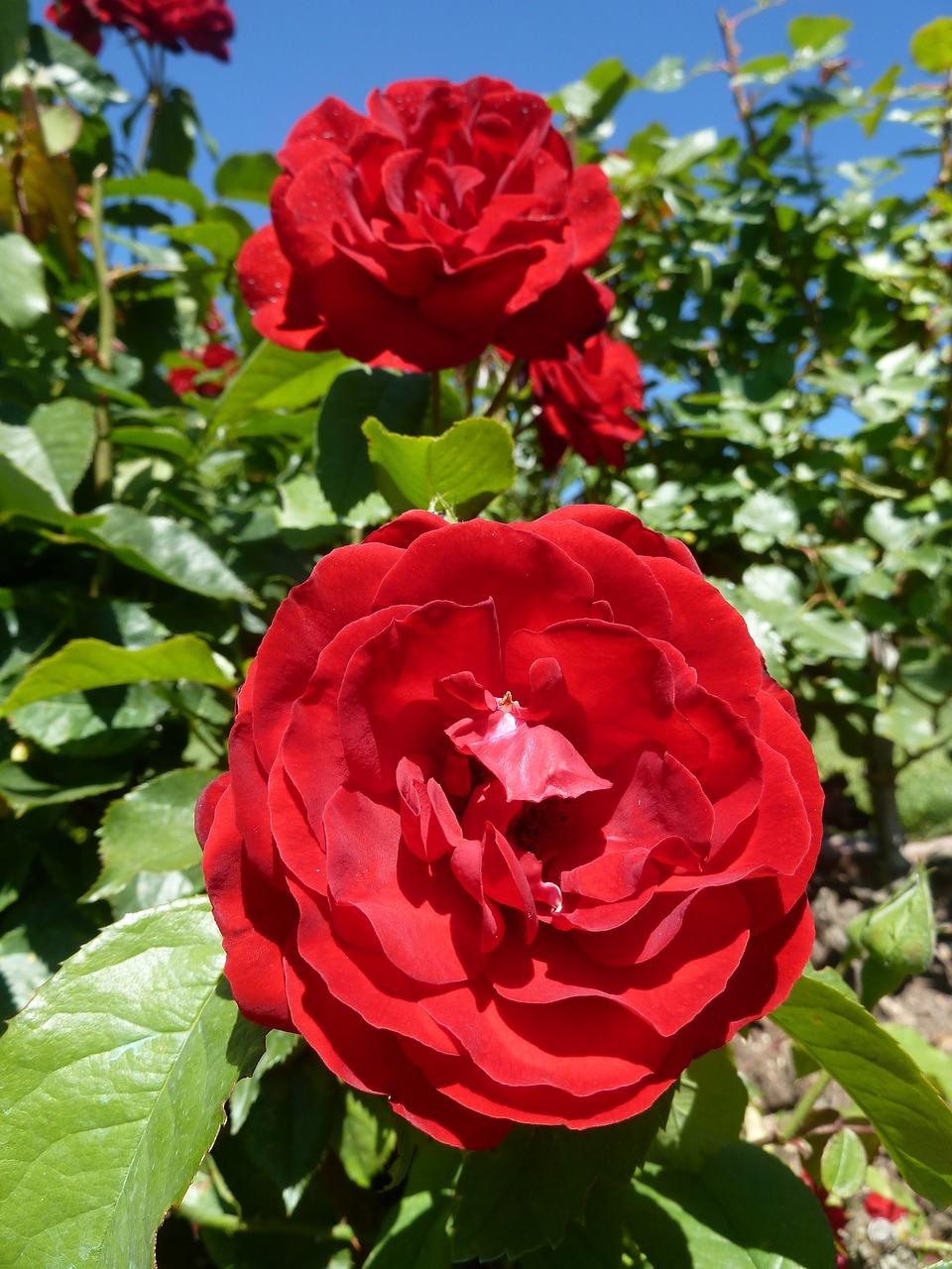 Image - bush flower rose red close