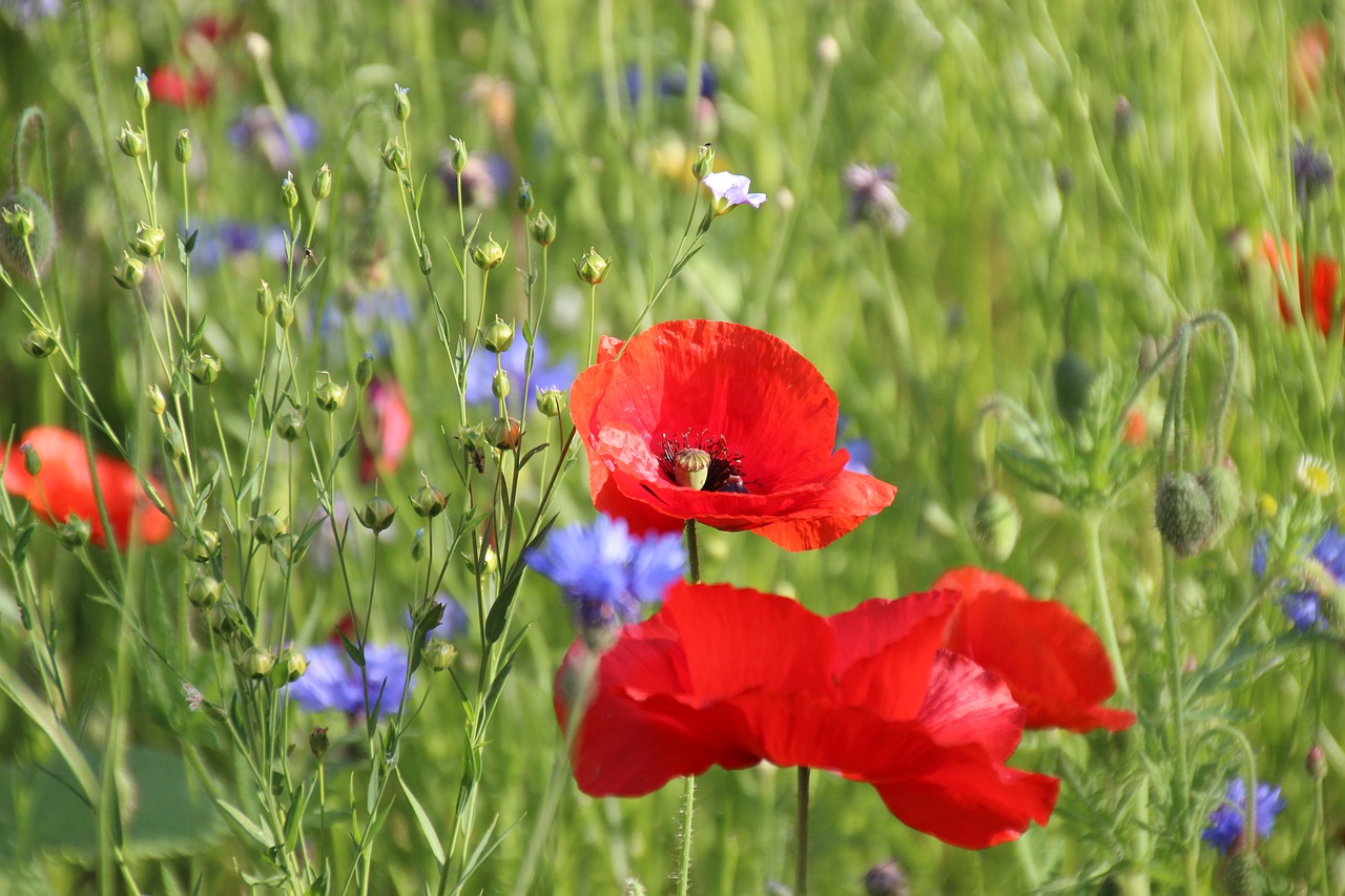 Image - fallow poppies blueberries