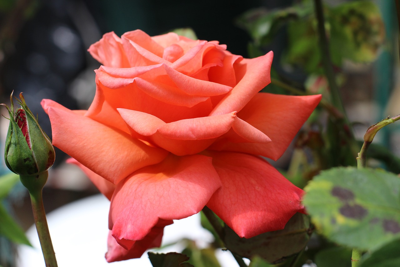 Image - flower pink thorns garden nature