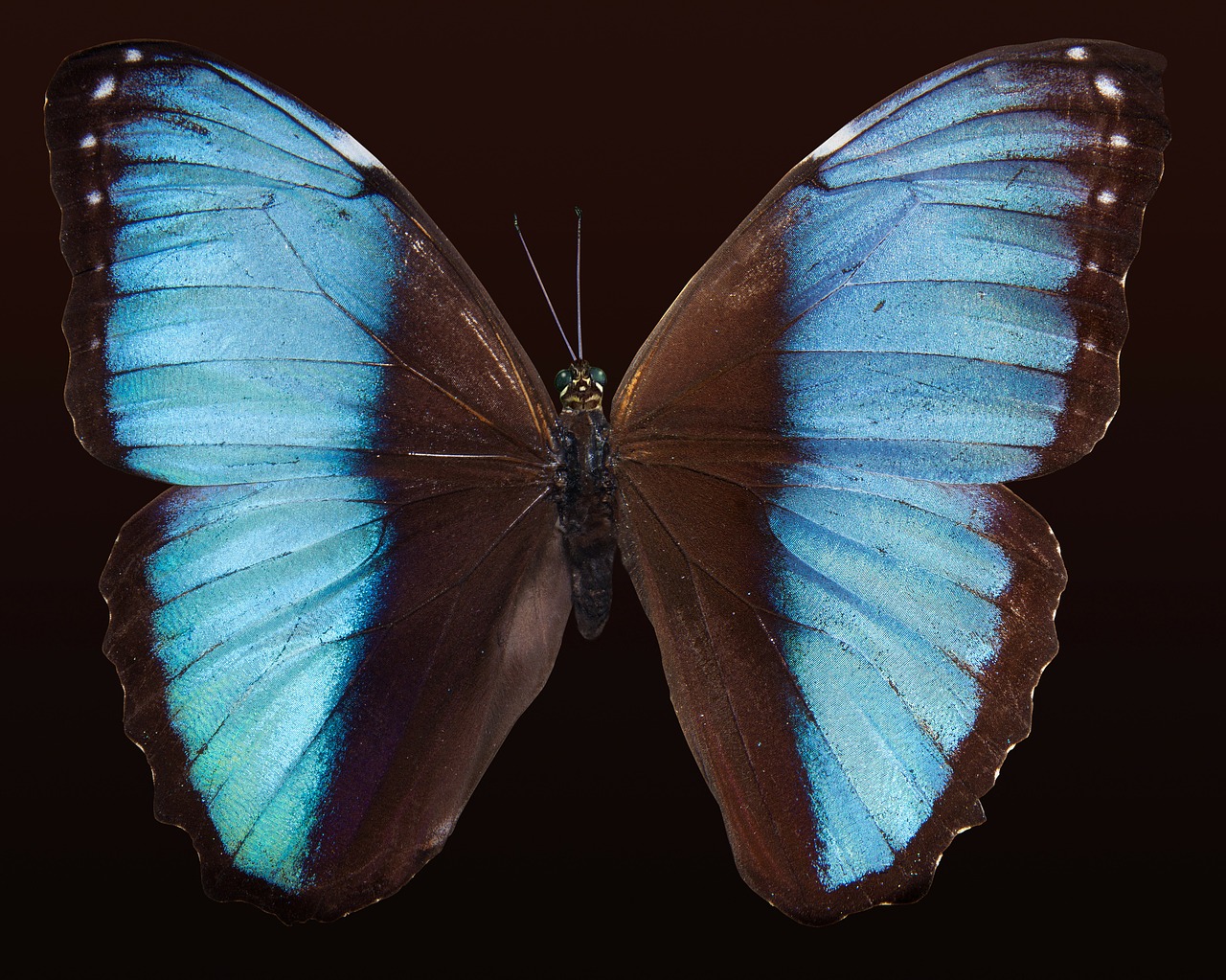 Image - butterfly exotic south america