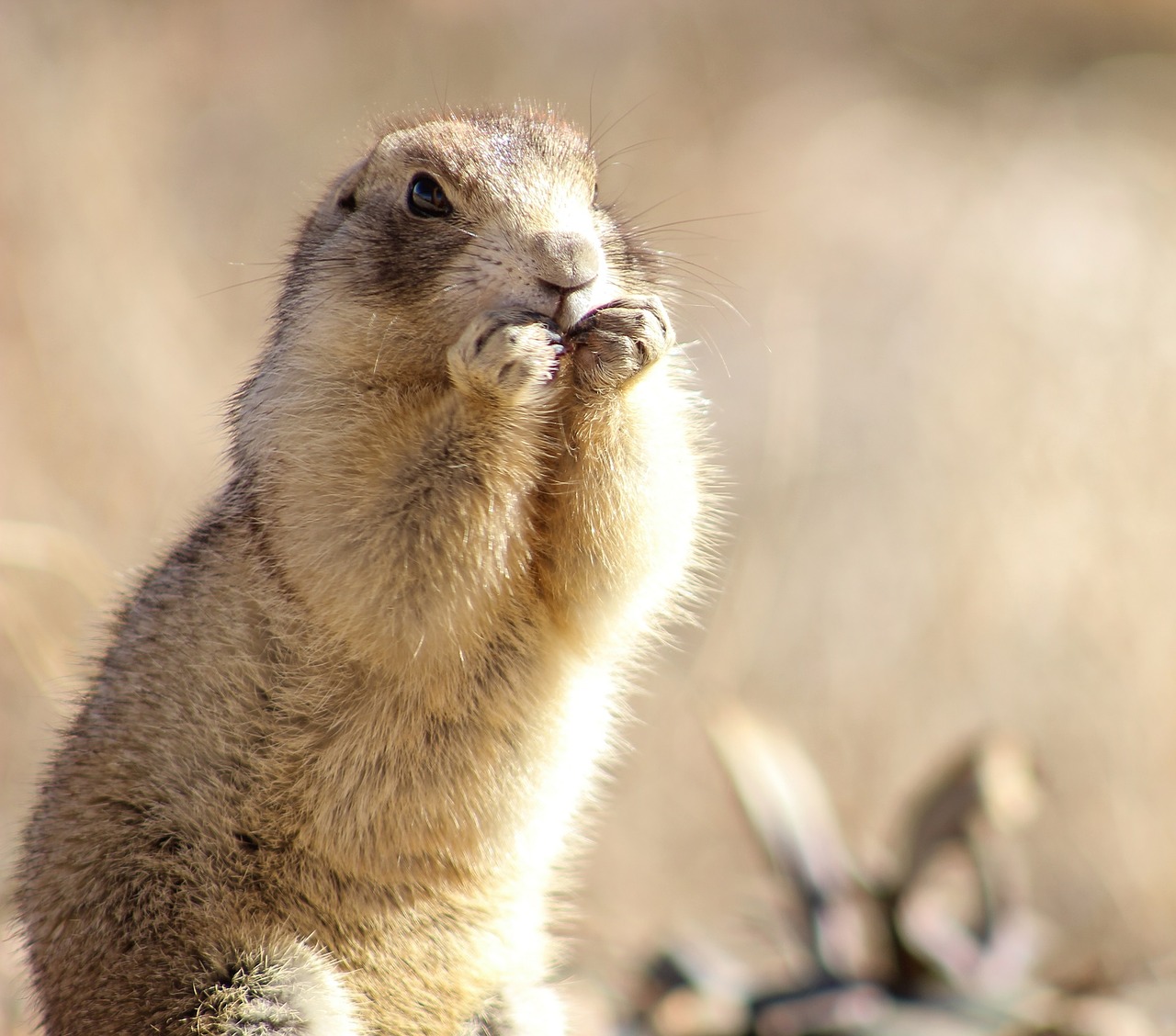 Image - prairie dog portrait close up cute