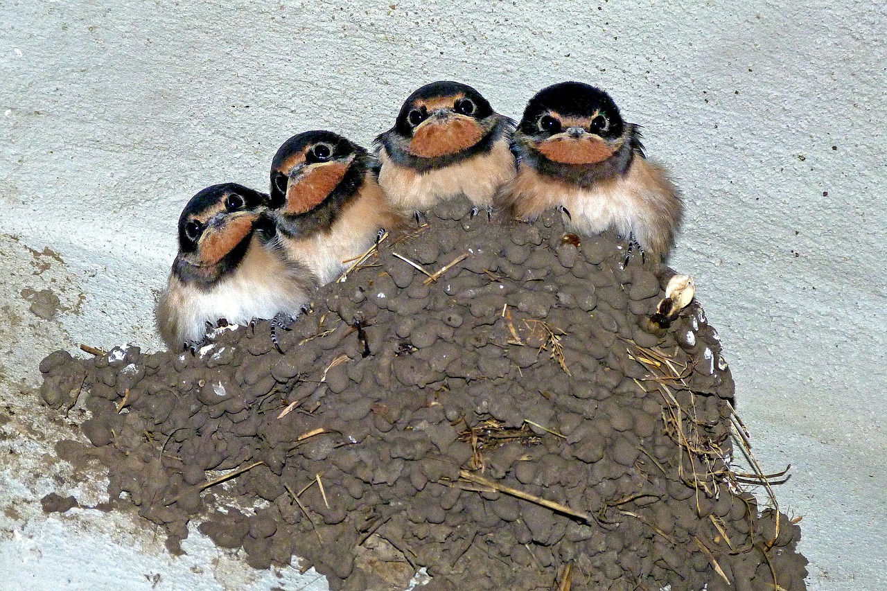 Image - swallows swallow s nest bird animal