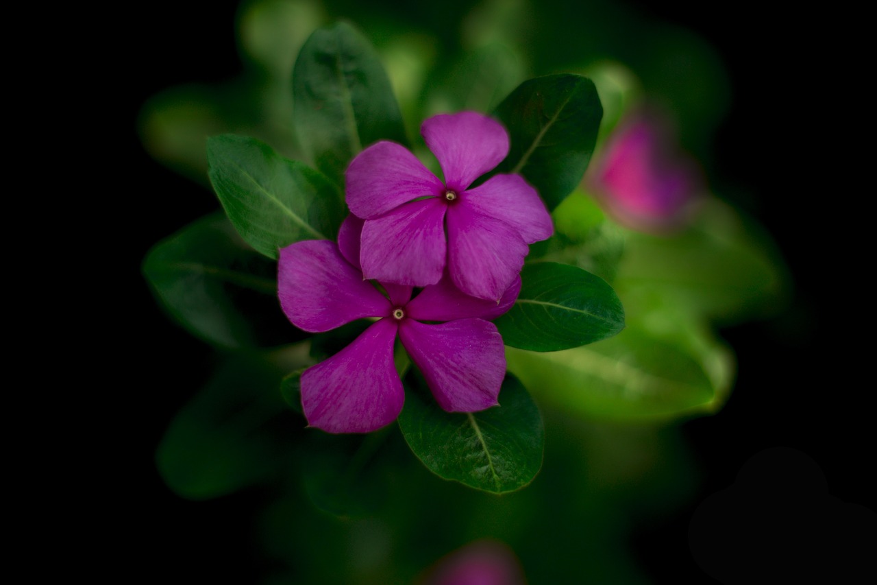 Image - nature flower best ever green