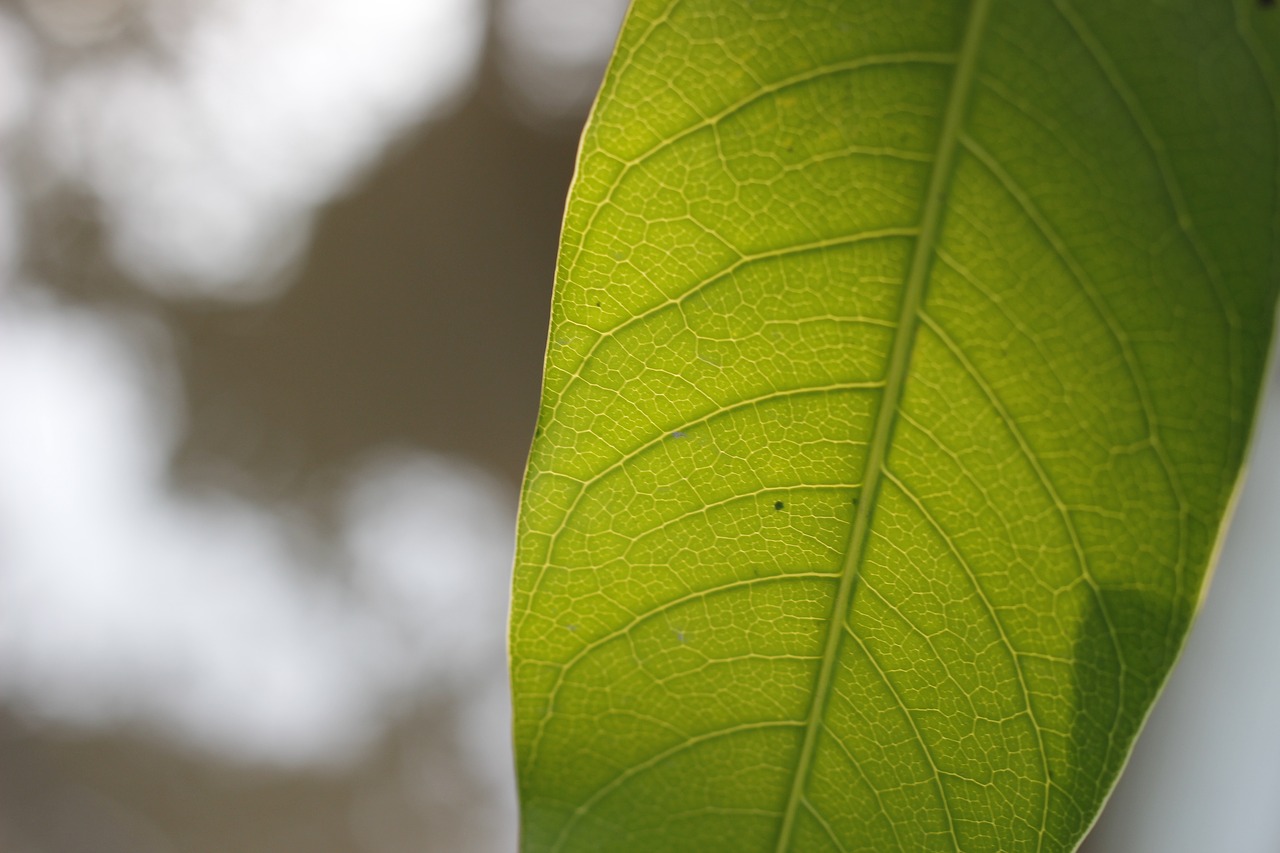 Image - leaf single one green mango fresh