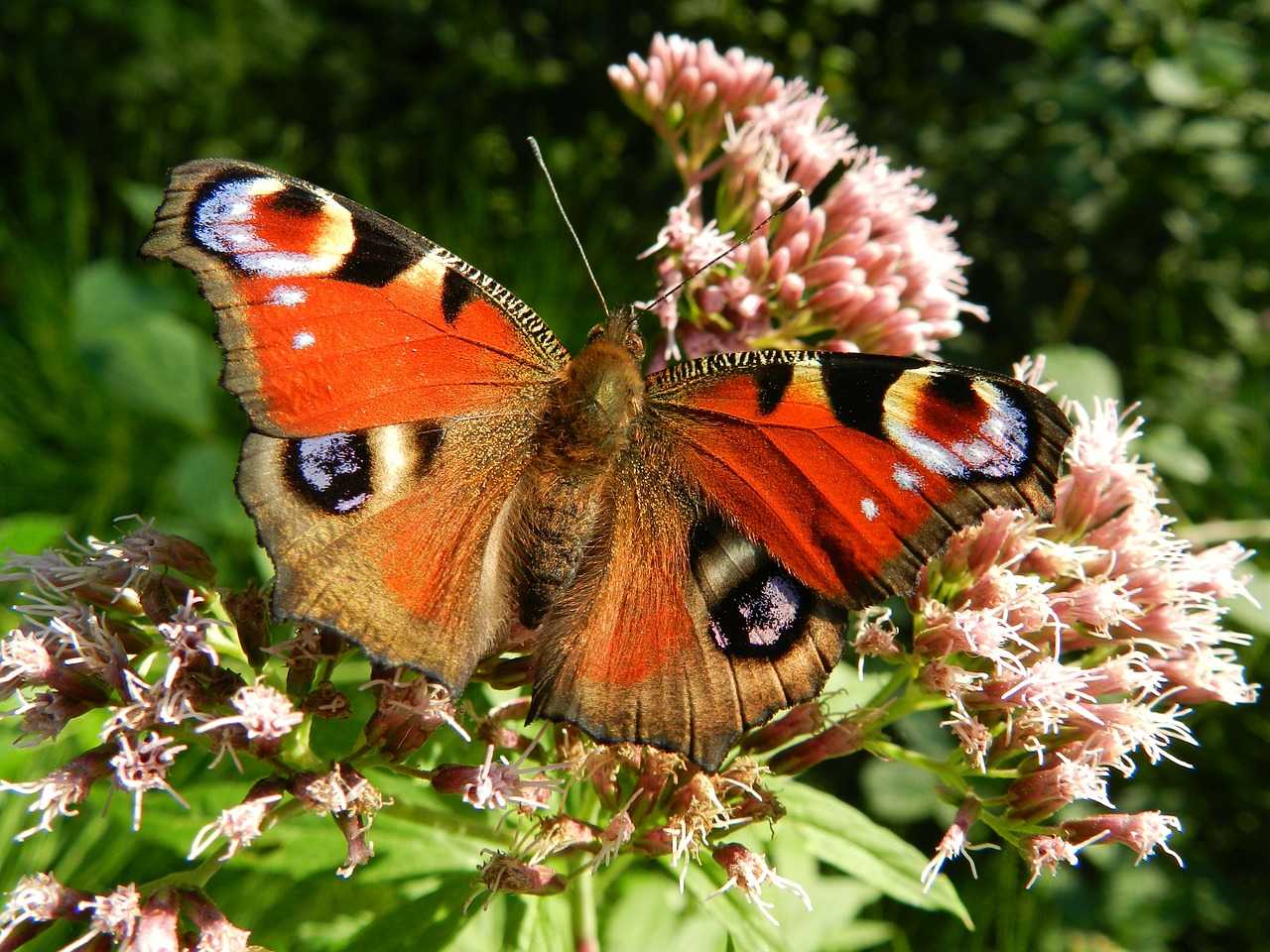 Image - butterfly wings red flowers