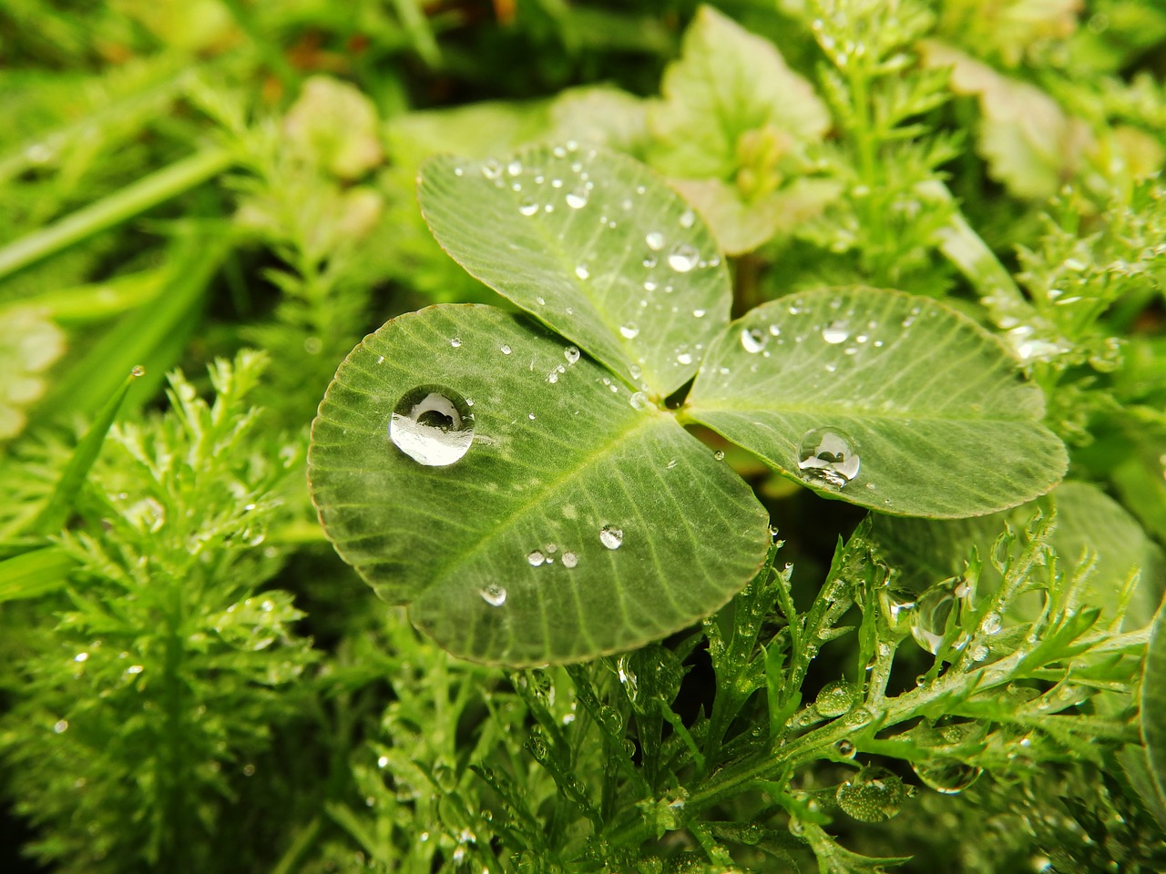 Image - cloverleaf drop rain rainy weather