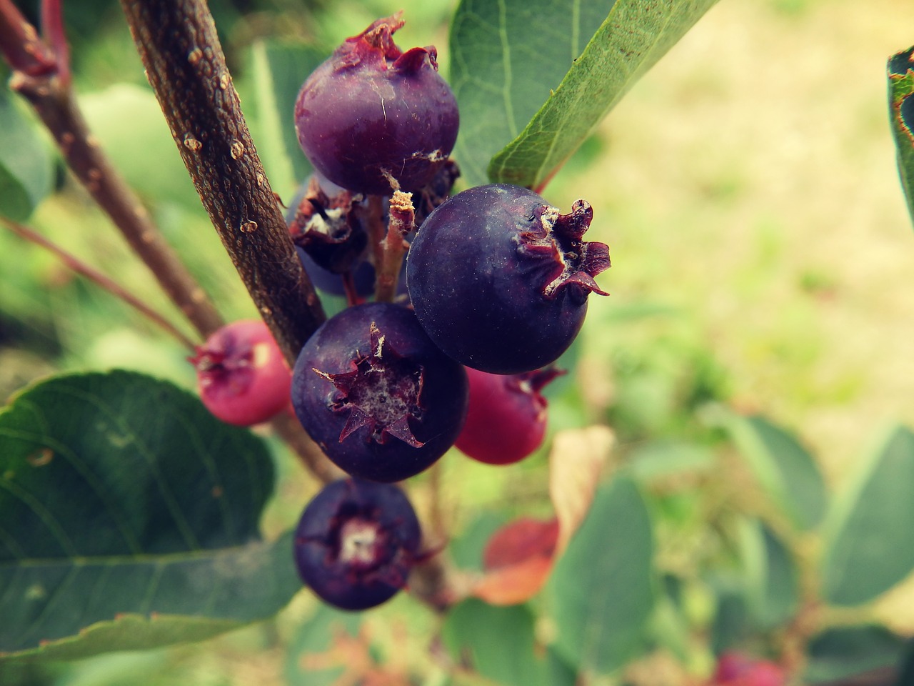 Image - blueberries green nature plant