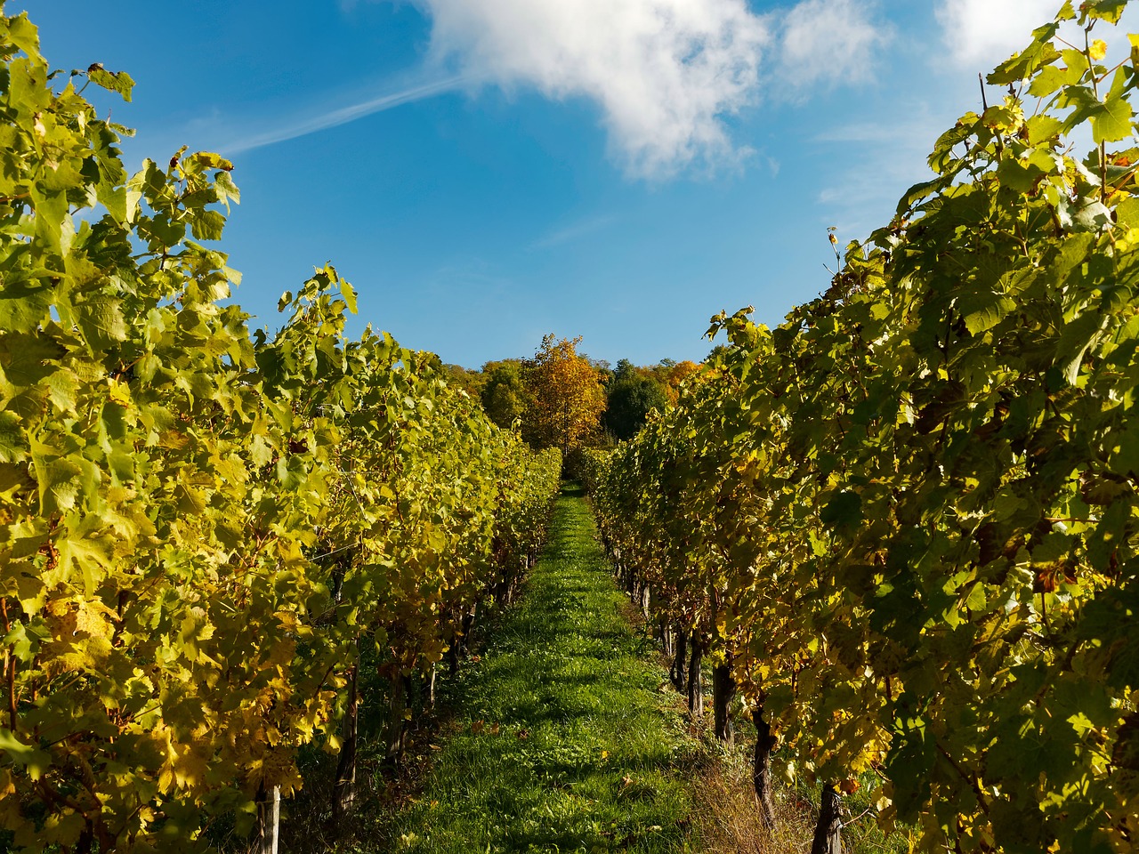 Image - vines vineyards fall grape