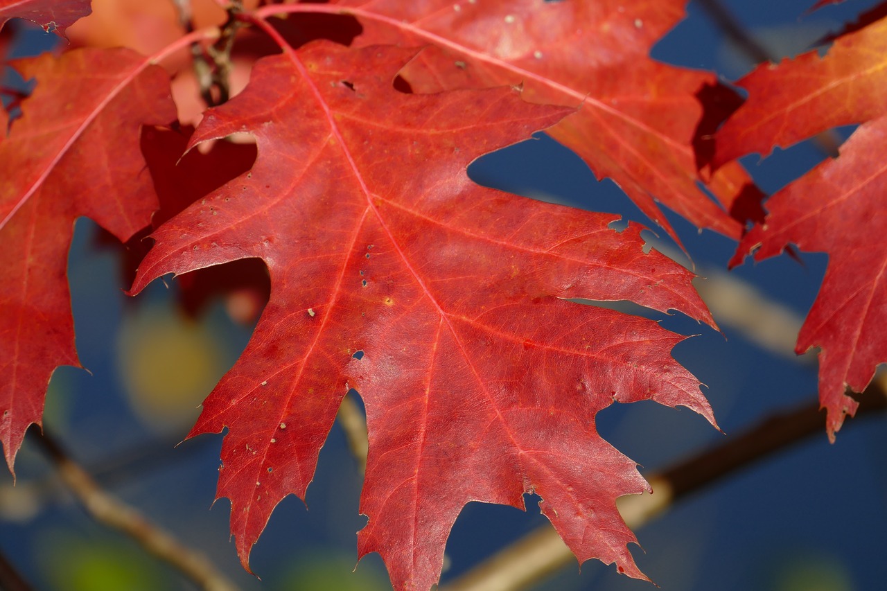 Image - macro autumn leaf sessile oak