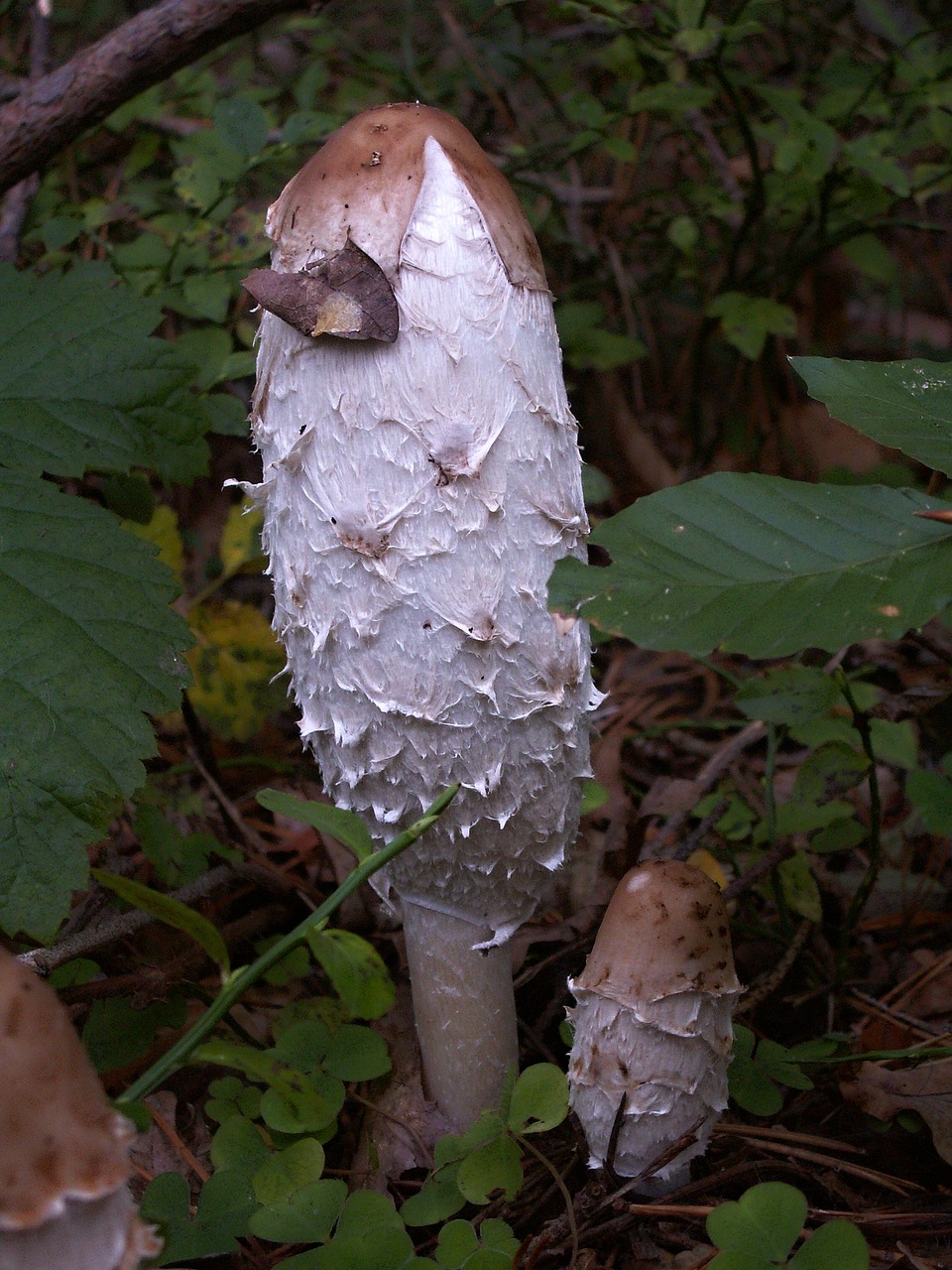 Image - fungus baking nature