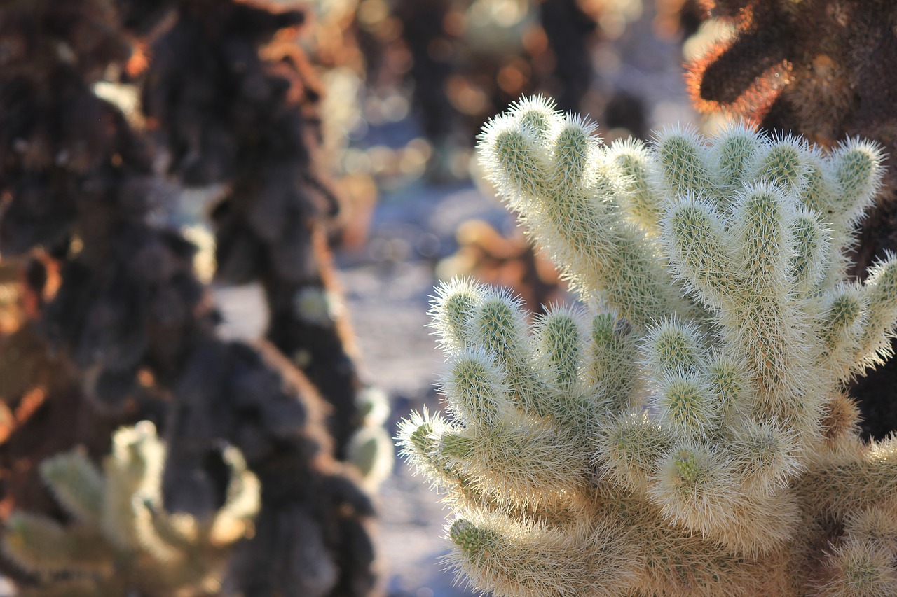 Image - california nature cactus travel