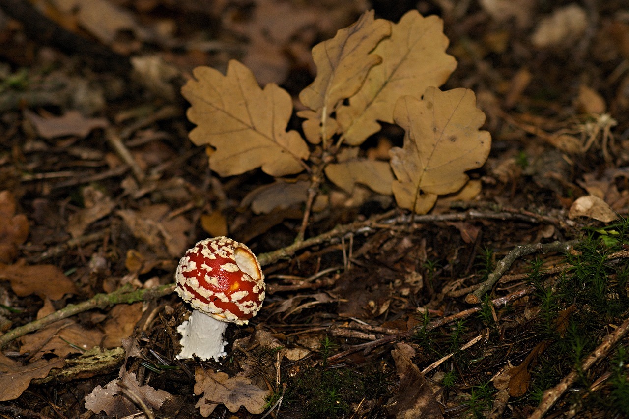 Image - toadstool red toxic fungus macro