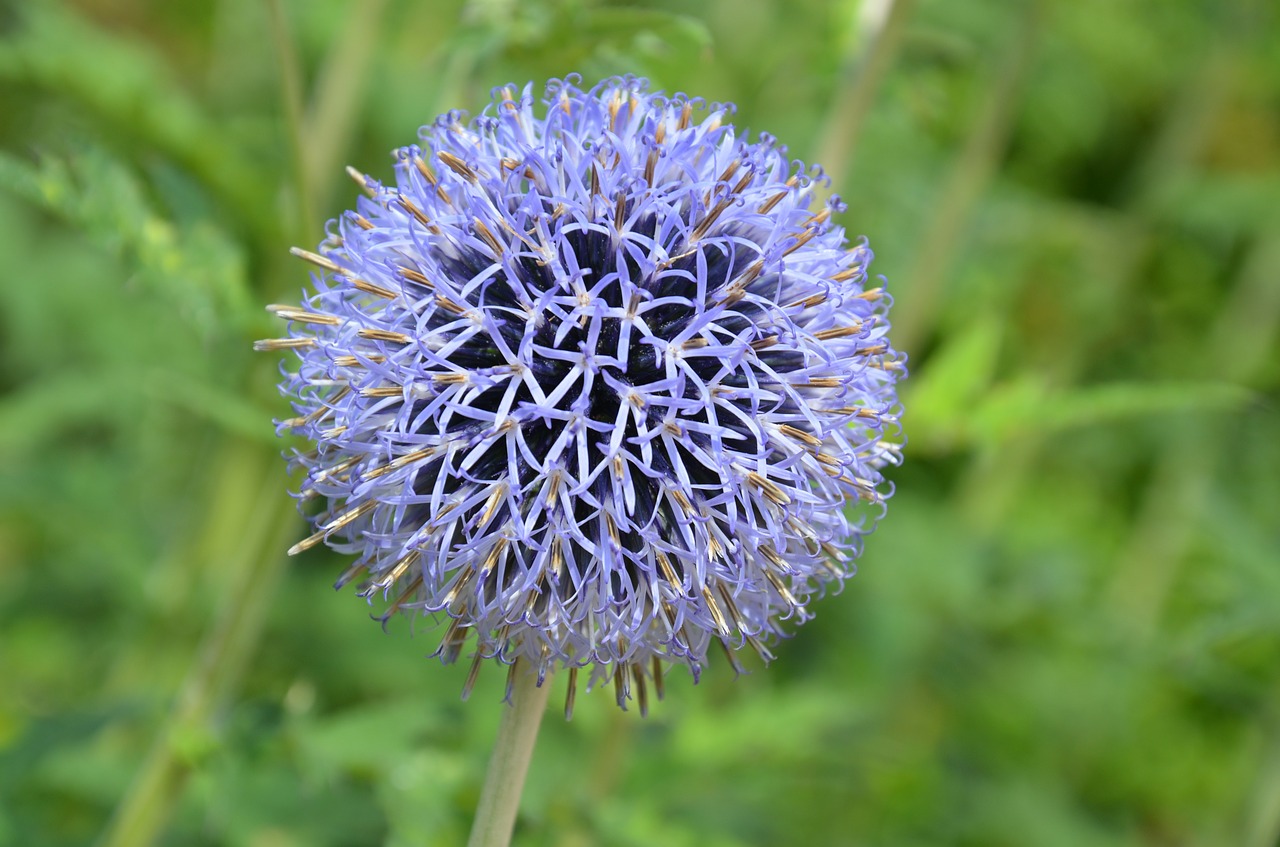 Image - thistle globe thistle flower plant