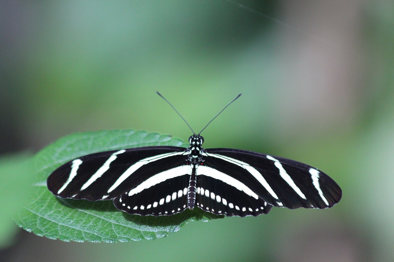 Image - heliconiinae kharitonov butterfly