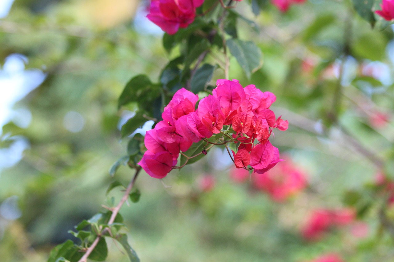 Image - pink flowers flowering tree flower