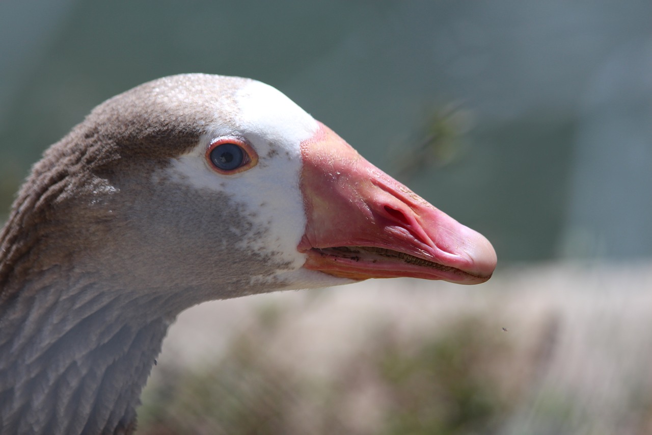 Image - grey goose anser anser bird goose