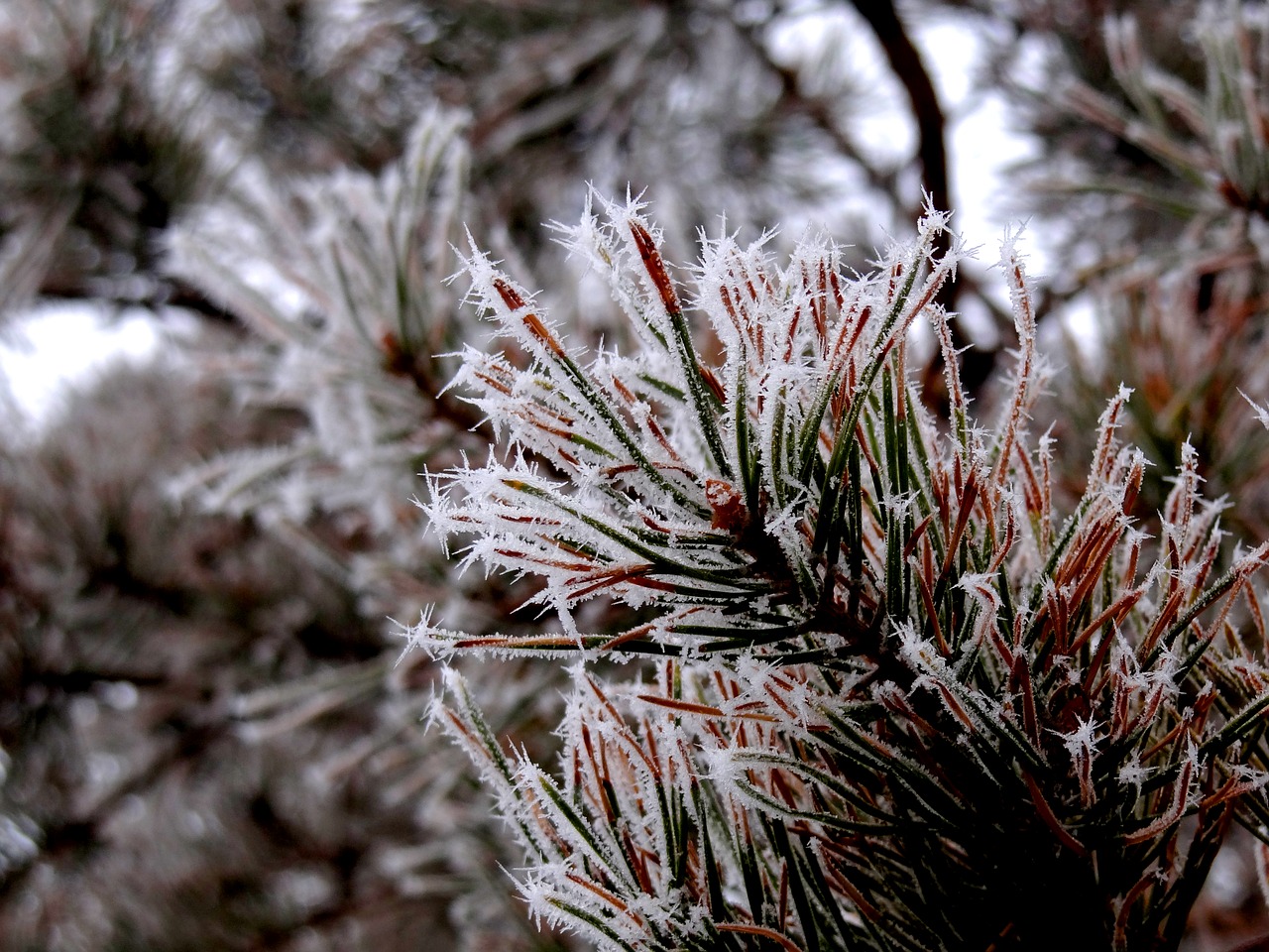 Image - needles leann nature plant closeup