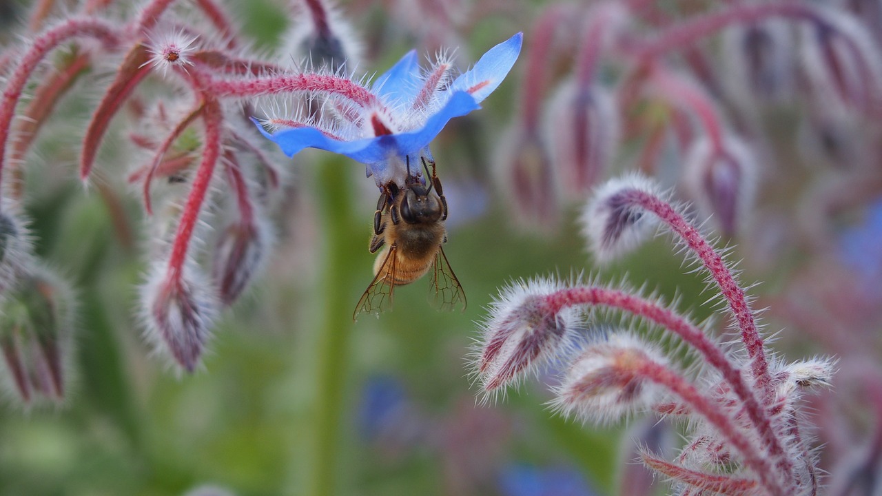 Image - flower bee forage macro