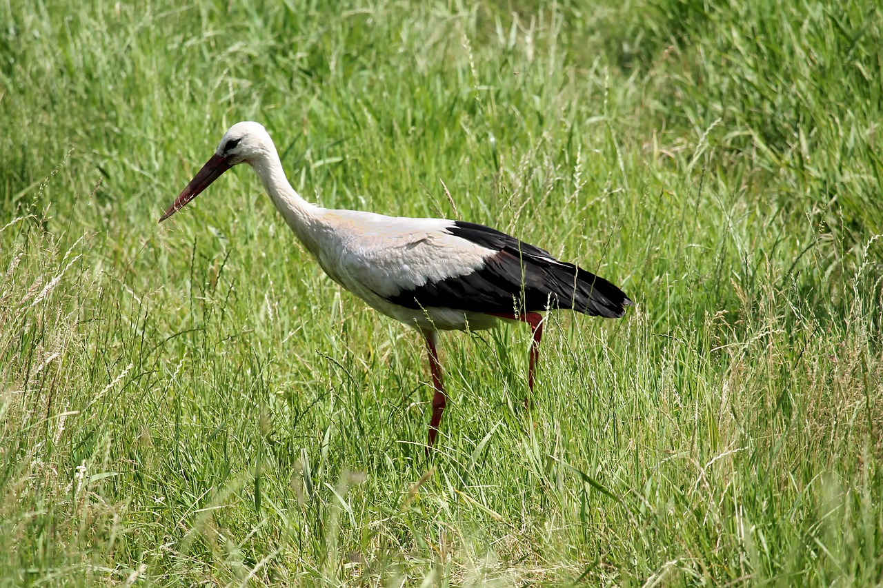 Image - stork meadow bird eastern foraging