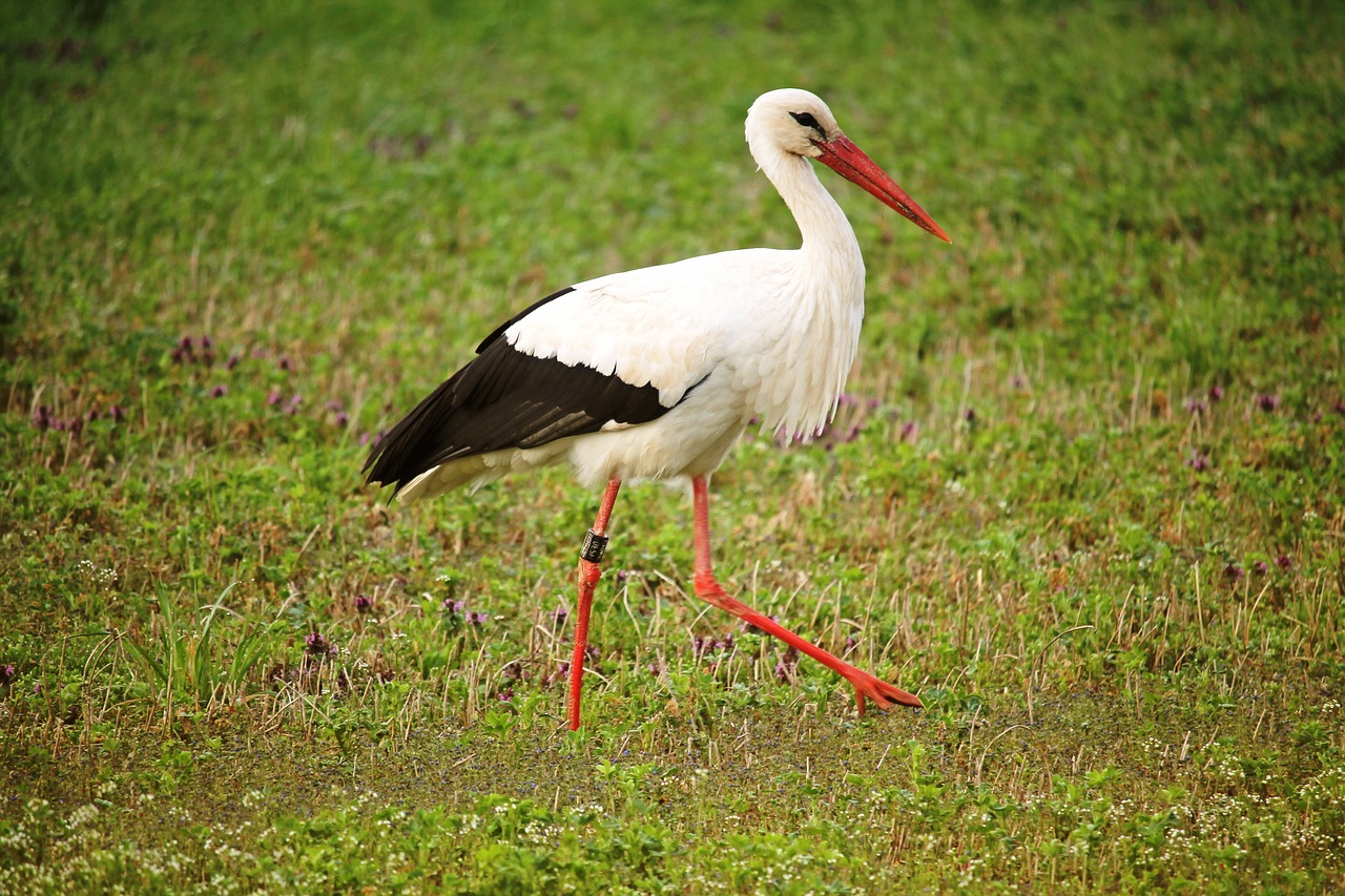 Image - stork bird eastern meadow foraging