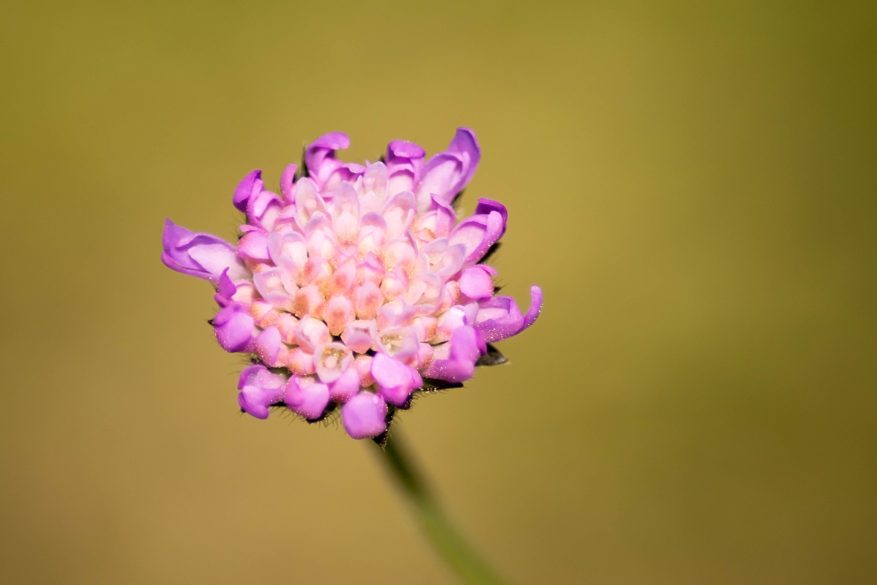 Image - blossom bloom unknown flower macro