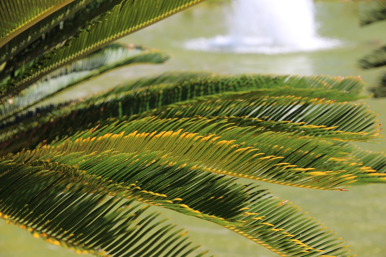 Image - palma leaves tree closeup