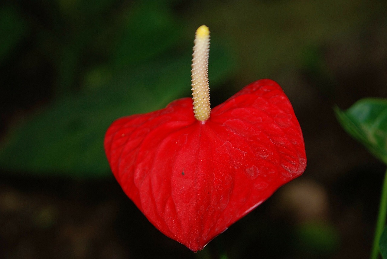 Image - plant red flower flower pistil
