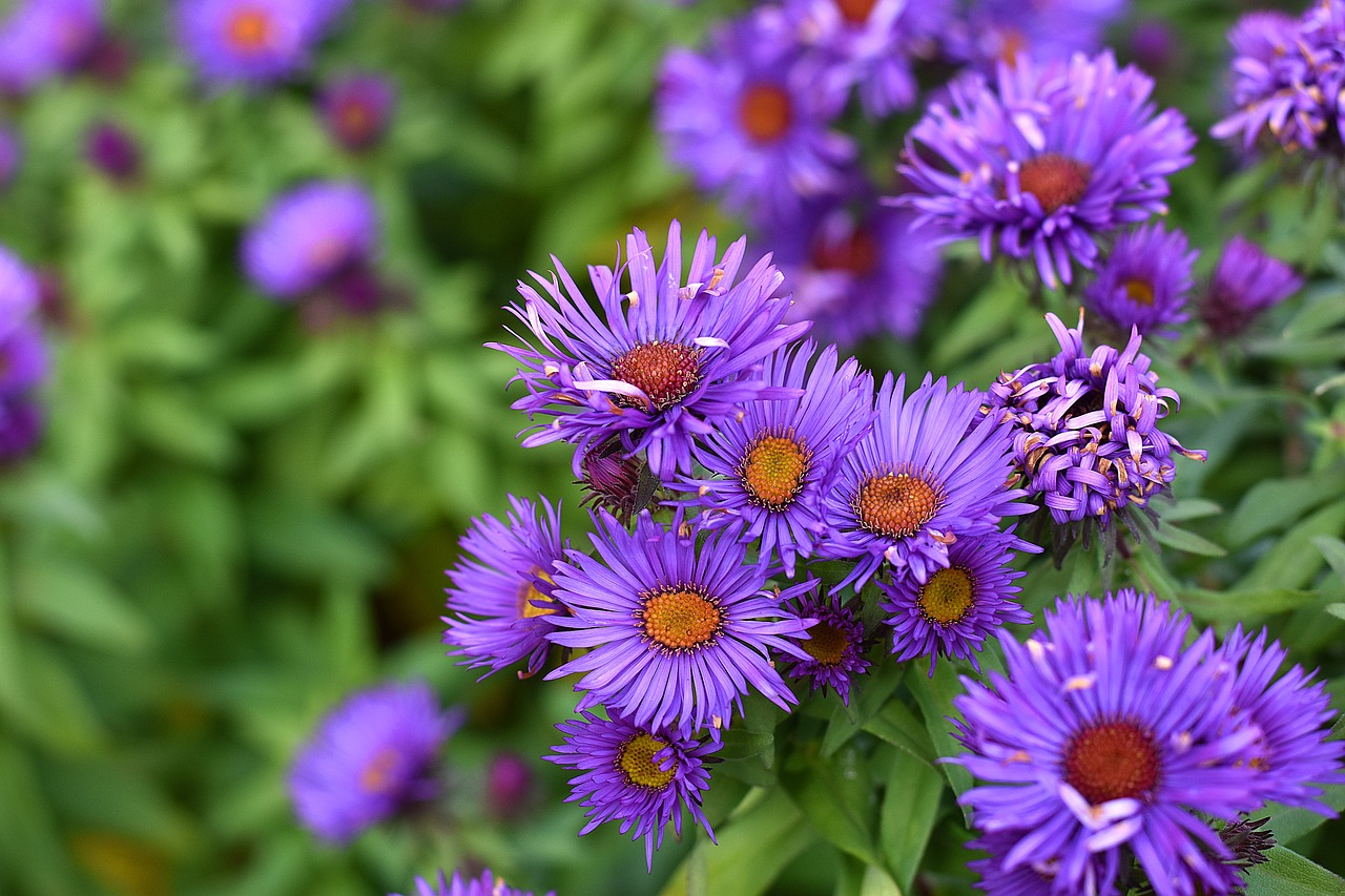 Image - aster smooth aster aster laevis