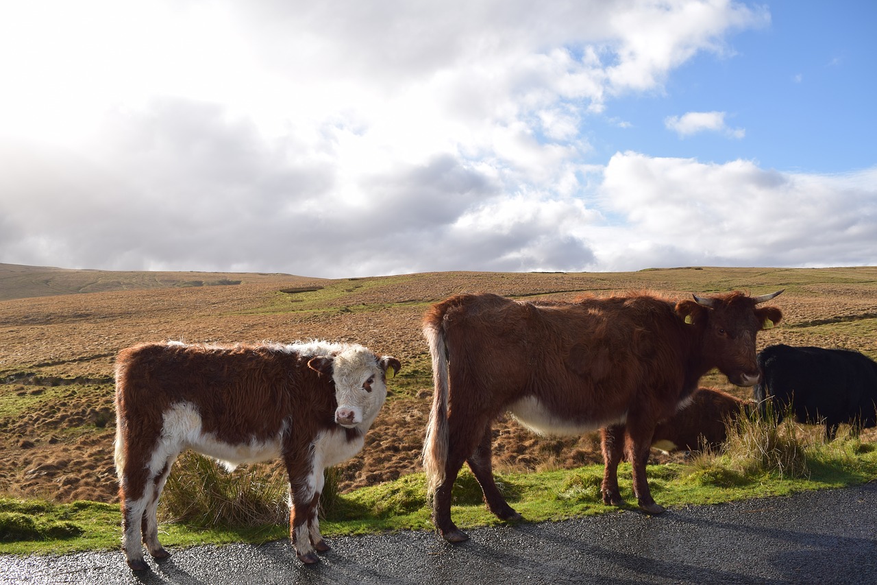 Image - cow wales grass rural nature