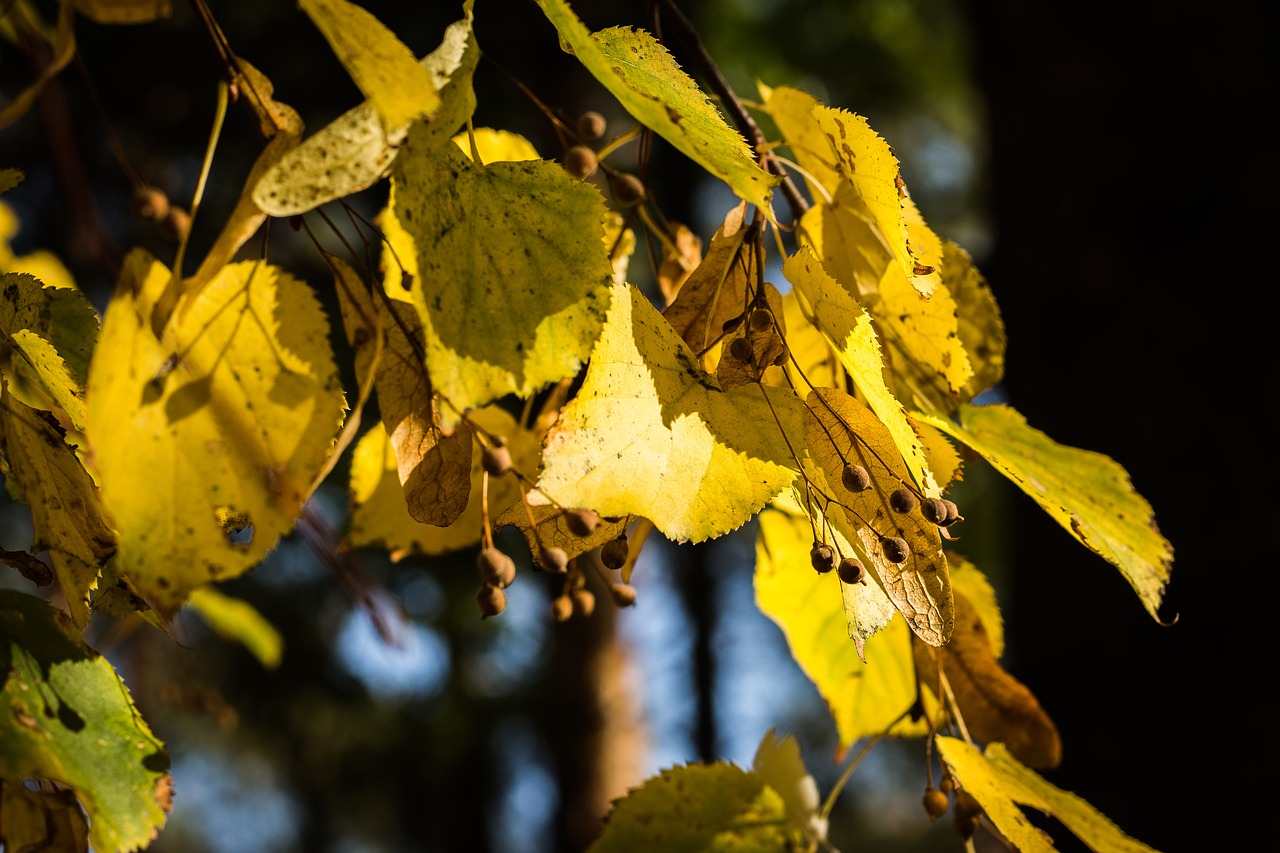 Image - tree sheet nature macro flower