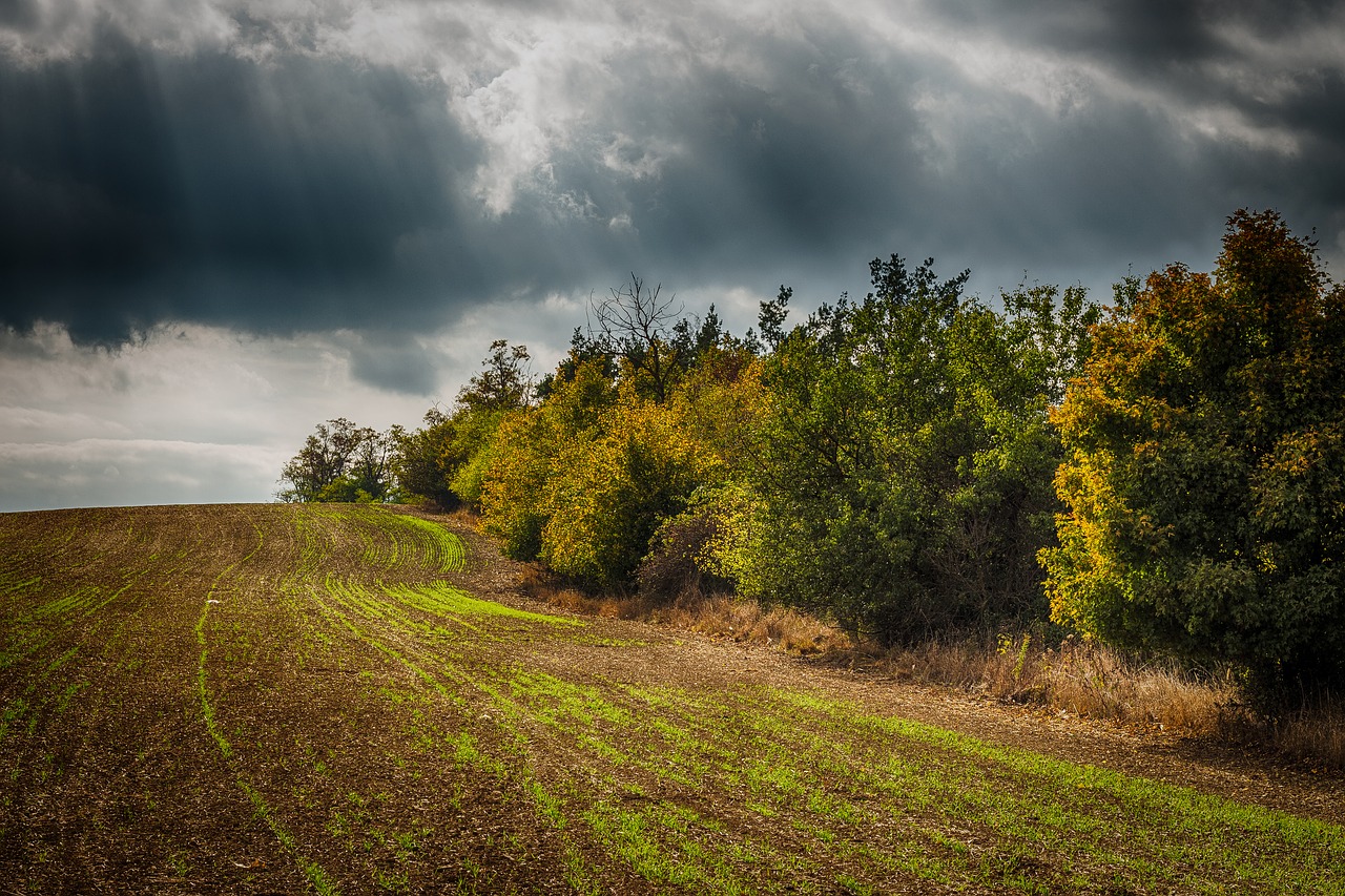 Image - hdr trees heaven field