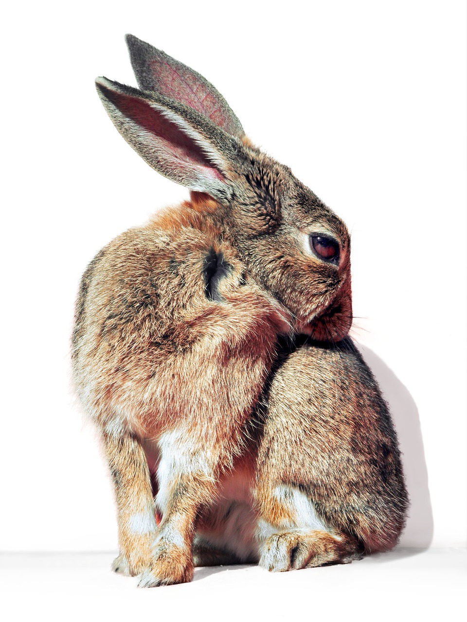 Image - rabbit hare cure pet wildlife
