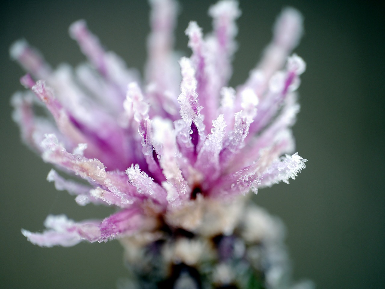 Image - dawn dew flower field nature