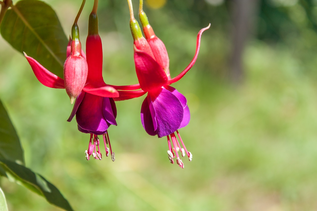 Image - fuchsia flower nature green summer