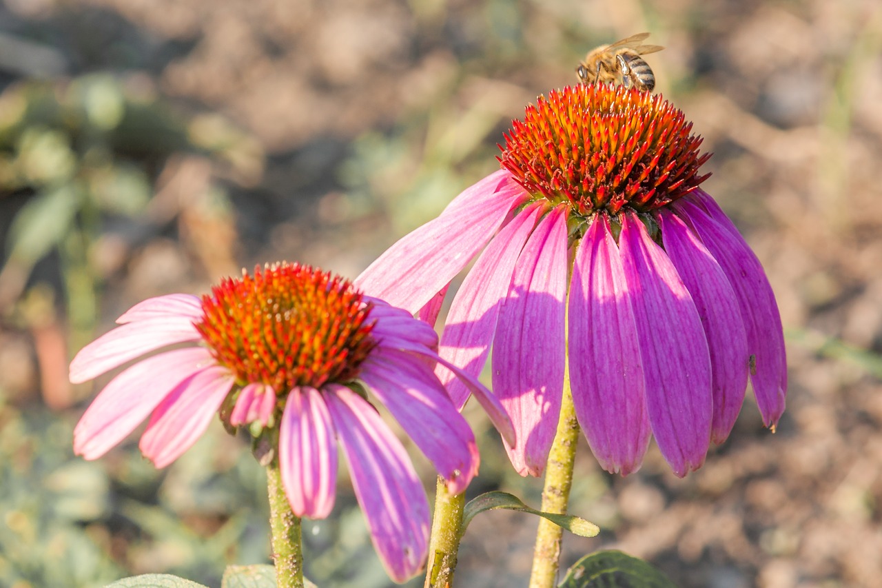 Image - echinacea violet flower bee nature