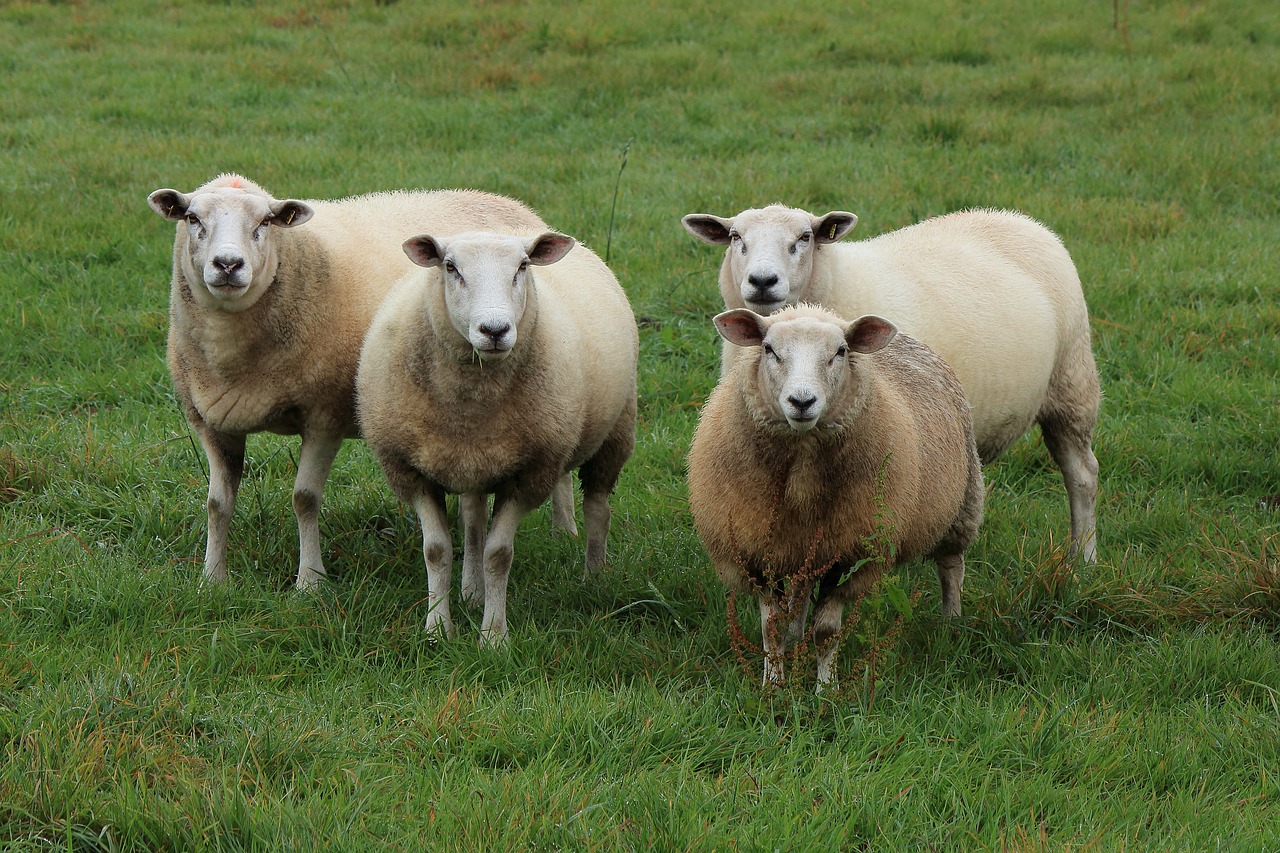 Image - sheep flock of sheep flock pasture