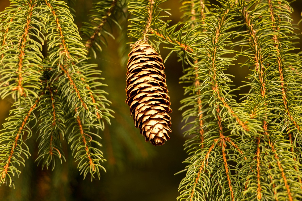 Image - pine cones holly fir needles