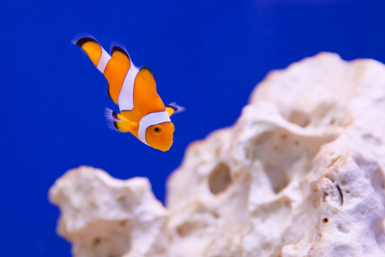 Image - anemone animal aquarium clown fish