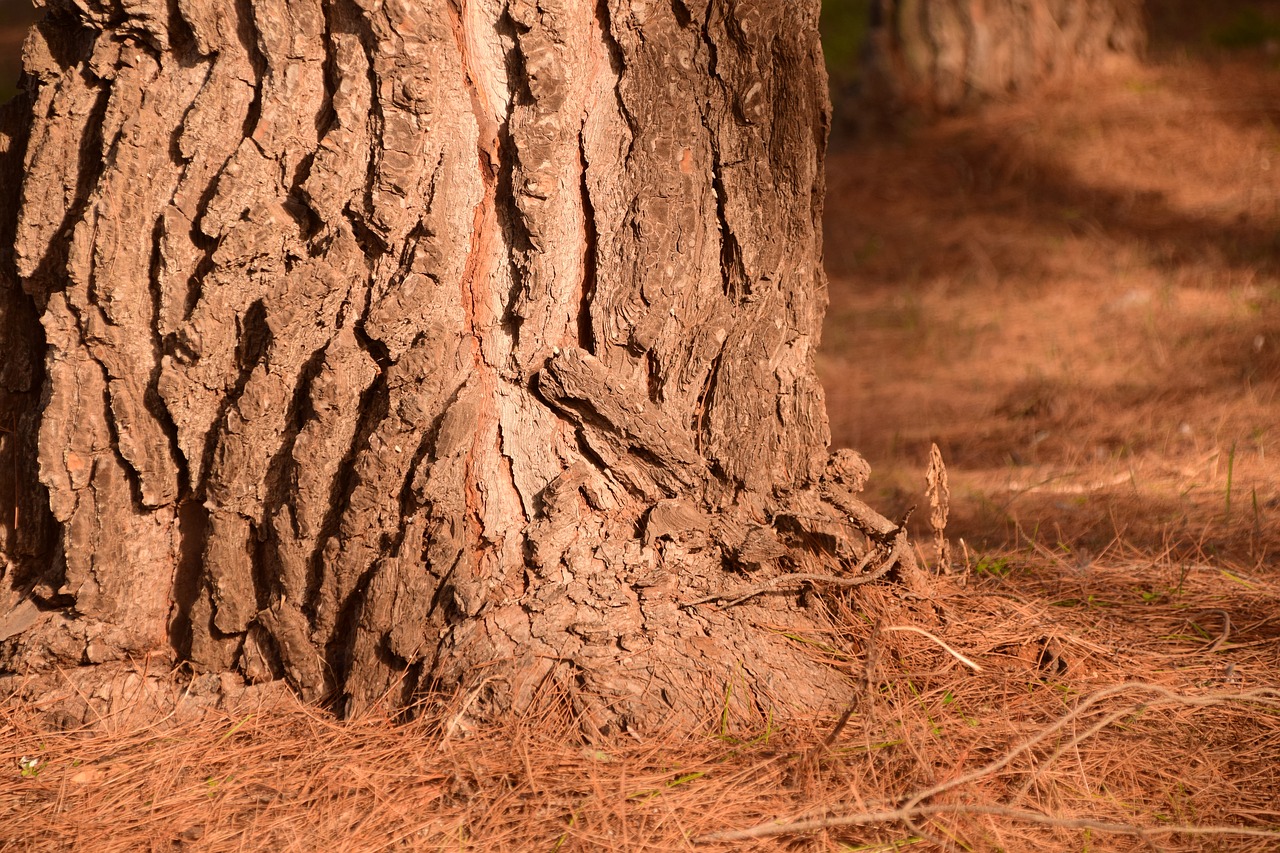 Image - pine log forest floor pine forest